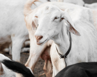 Qurbani animal